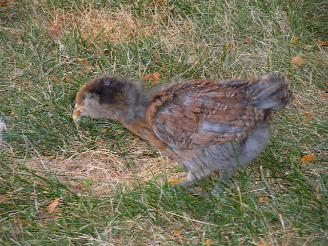 DSCN0309.JPG