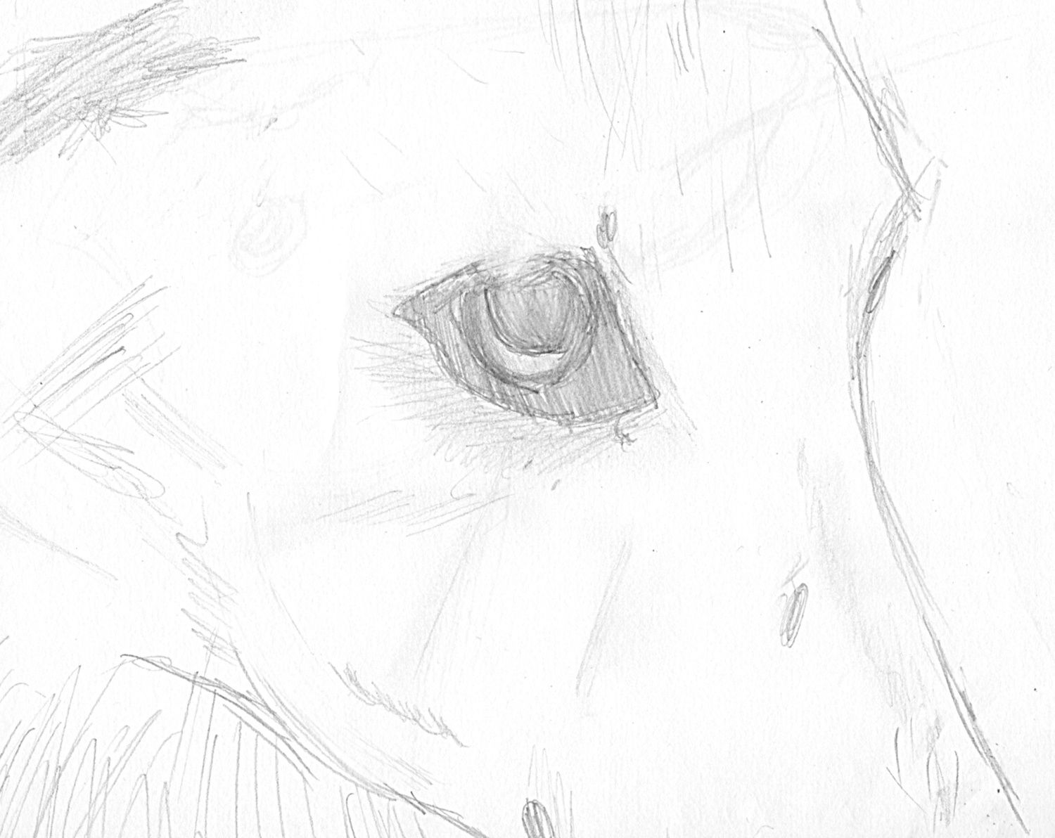 900x900px-LL-c1d38fe7_Contest1.jpeg