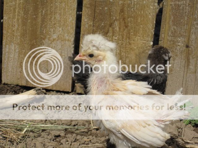 IMG_0822.jpg