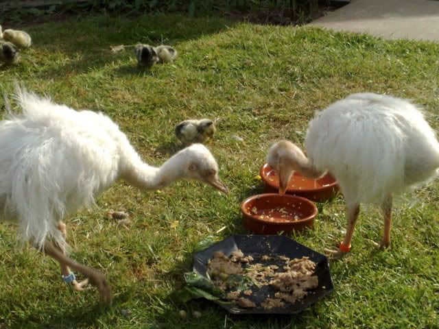 Rheas020.jpg
