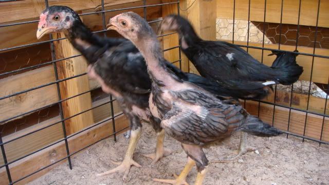 chickenssz027.jpg