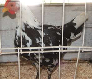 pit_hen_spot.jpg