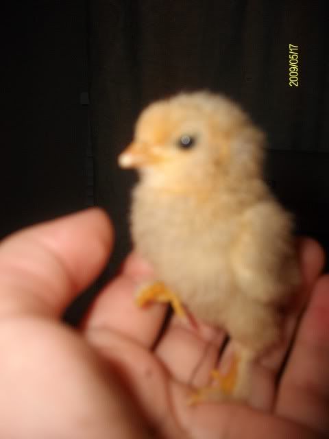 chicks006-1.jpg