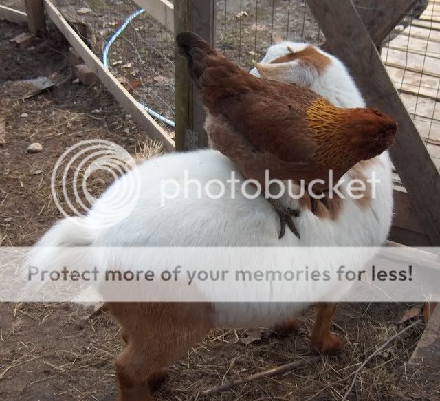 goatybacride.jpg