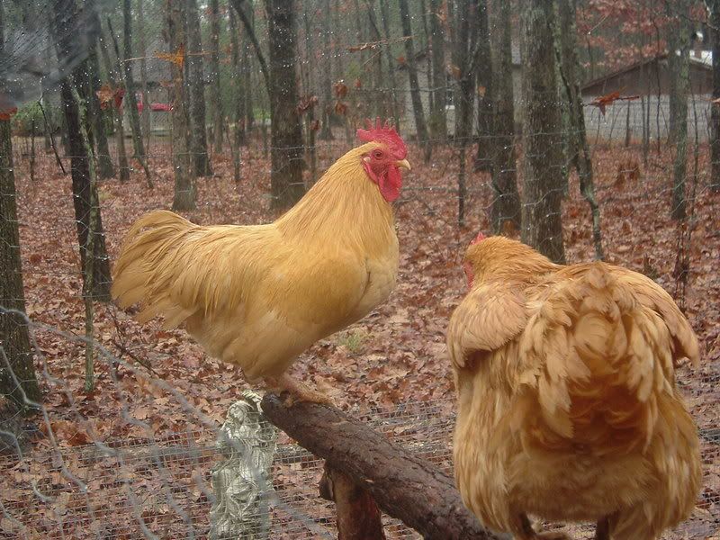 zoomedrooster.jpg