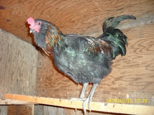 Sept08mybirds044.jpg