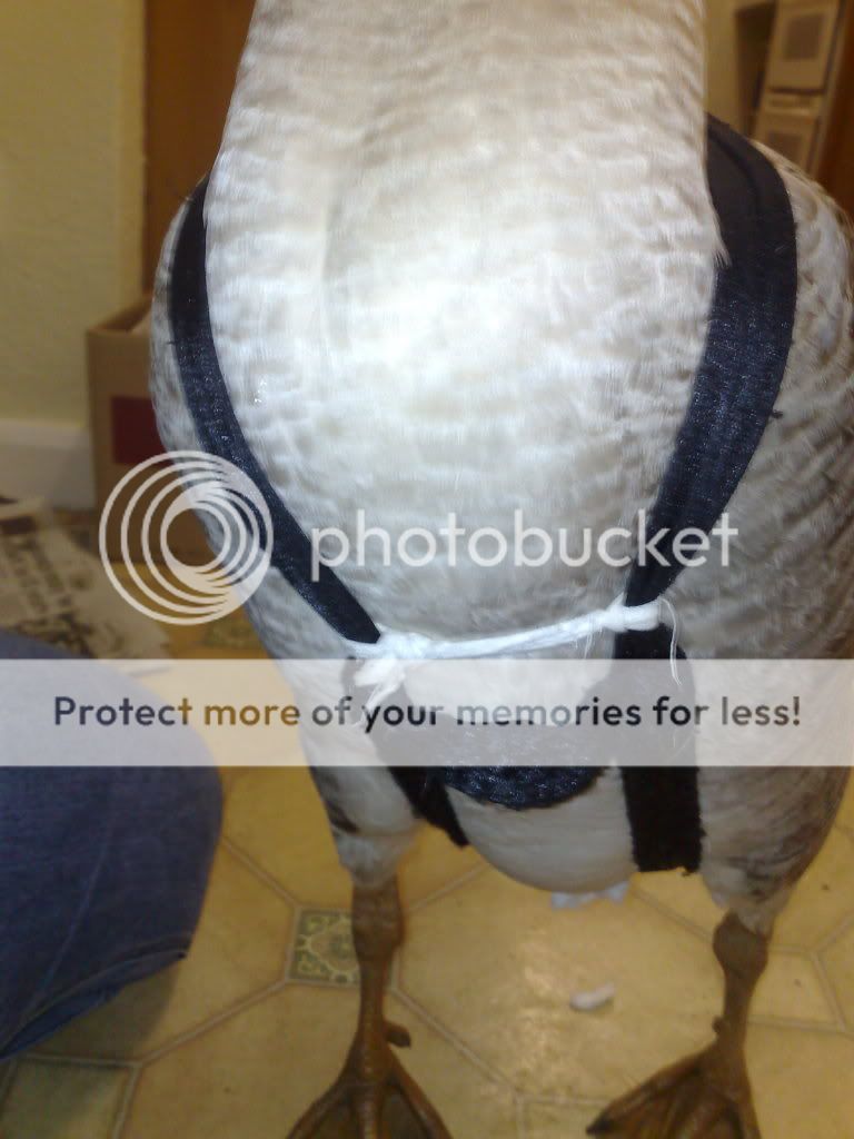 SalsPics29122009005.jpg