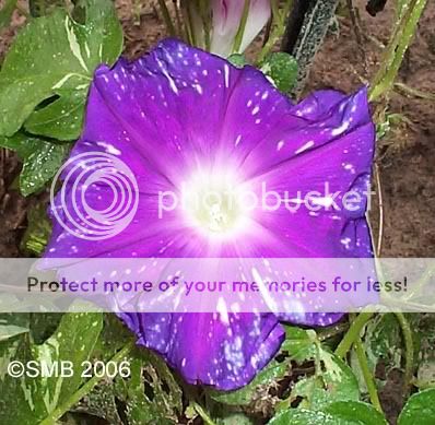 purp_tyedye_03.jpg