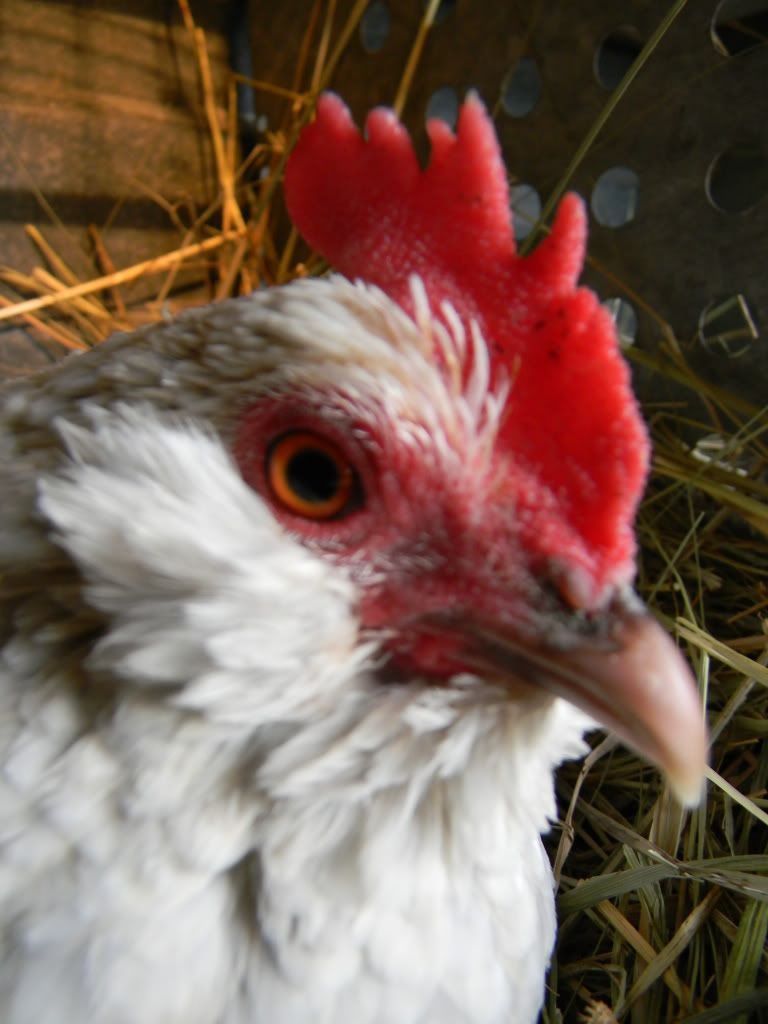 ChickPicks3308.jpg