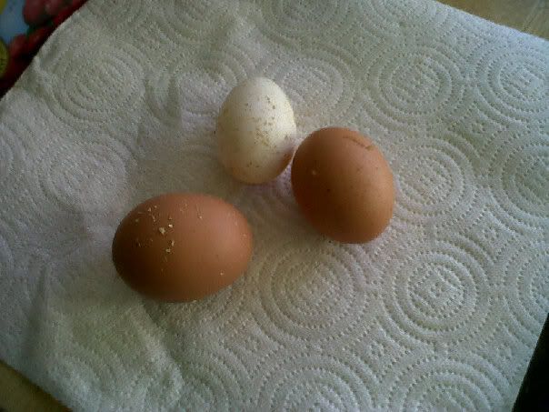 eggs.jpg