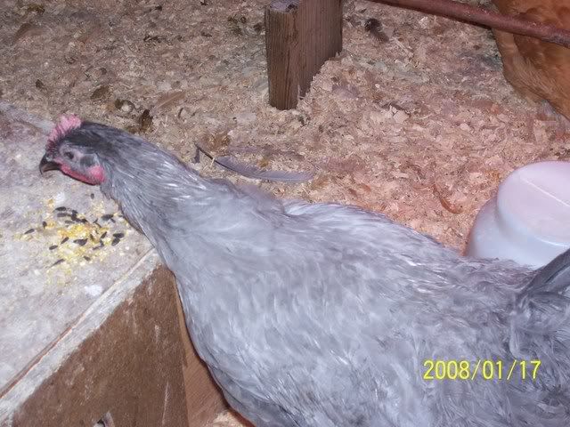 Buffameraucana015.jpg