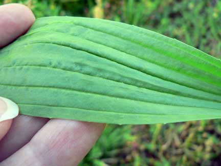 plantain-herb%20%289%29.jpg