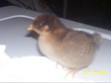 chicks001.jpg