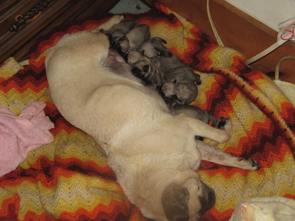 pugs001.jpg