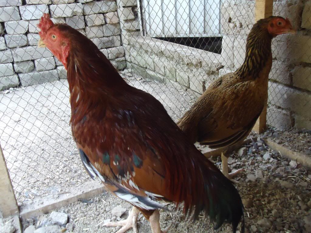 guinneafowl038.jpg