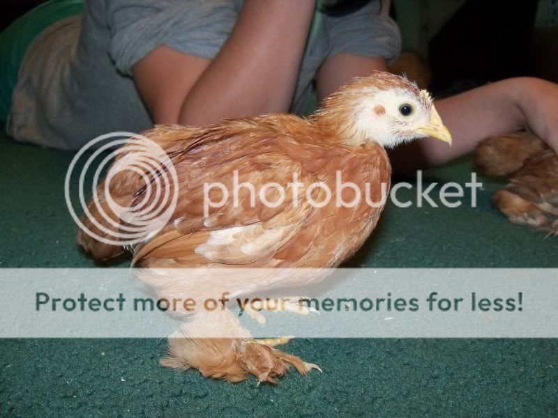 5weekchick034.jpg