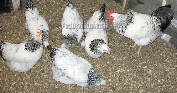 ColRockFlock.JPEG
