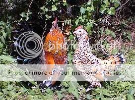 milleroohen.jpg