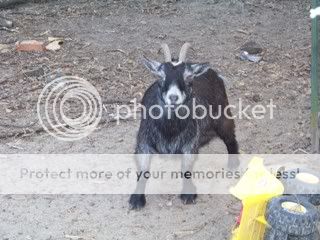 Chickens046.jpg