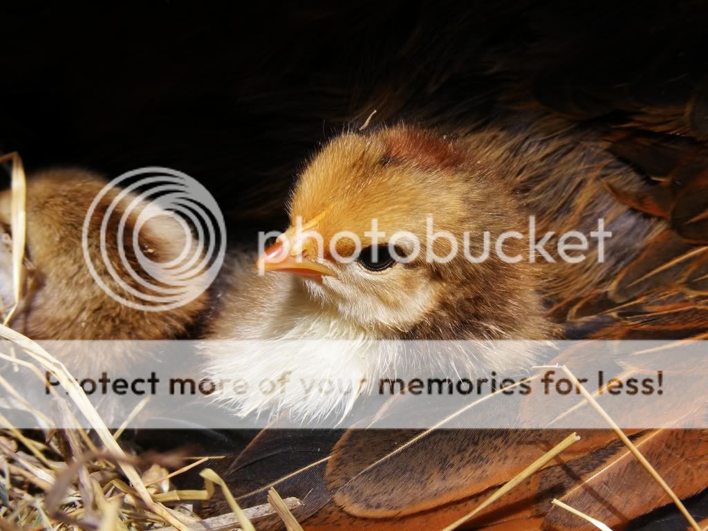 DSCF1540.jpg