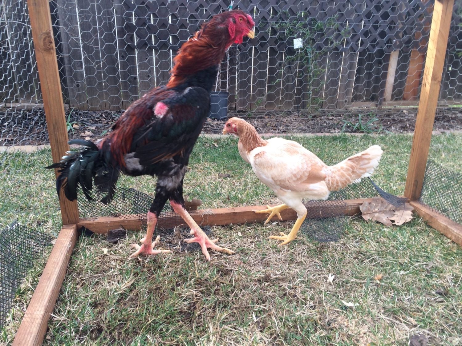 Malay BackYard Chickens