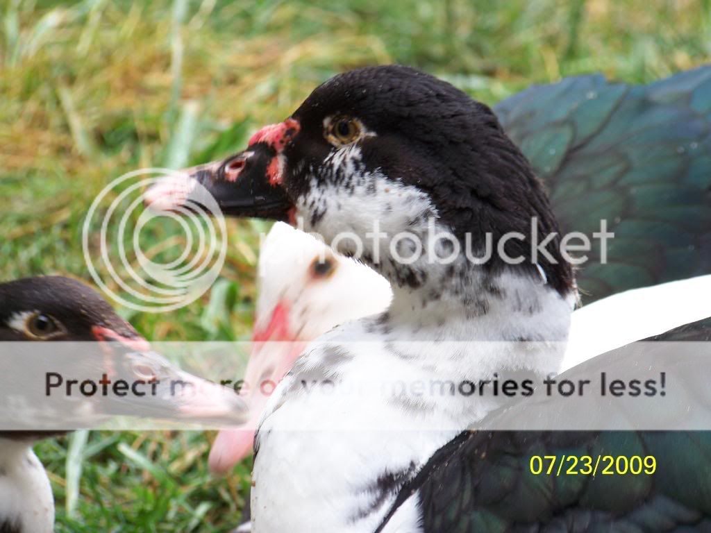 rc.jpg