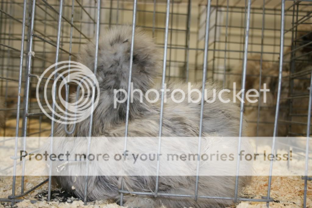 silkies2009007.jpg