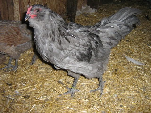 chickenpics2011642.jpg