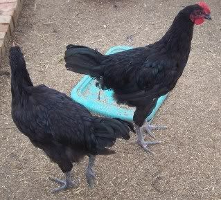 chickens001.jpg