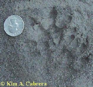 opossumrightinsand.jpg