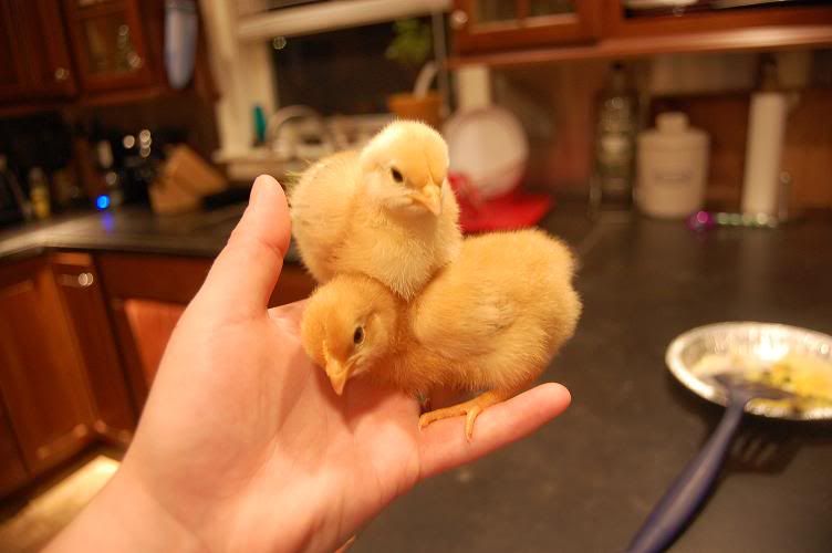 chickies01.jpg