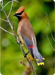 cedar_waxwing.jpg