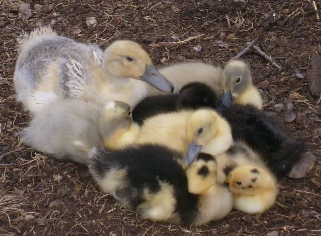 duckquestions002-1.jpg