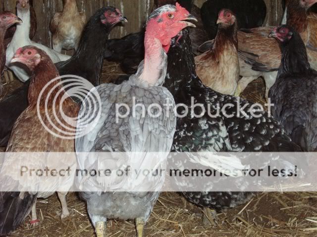 morechickensaugust004.jpg