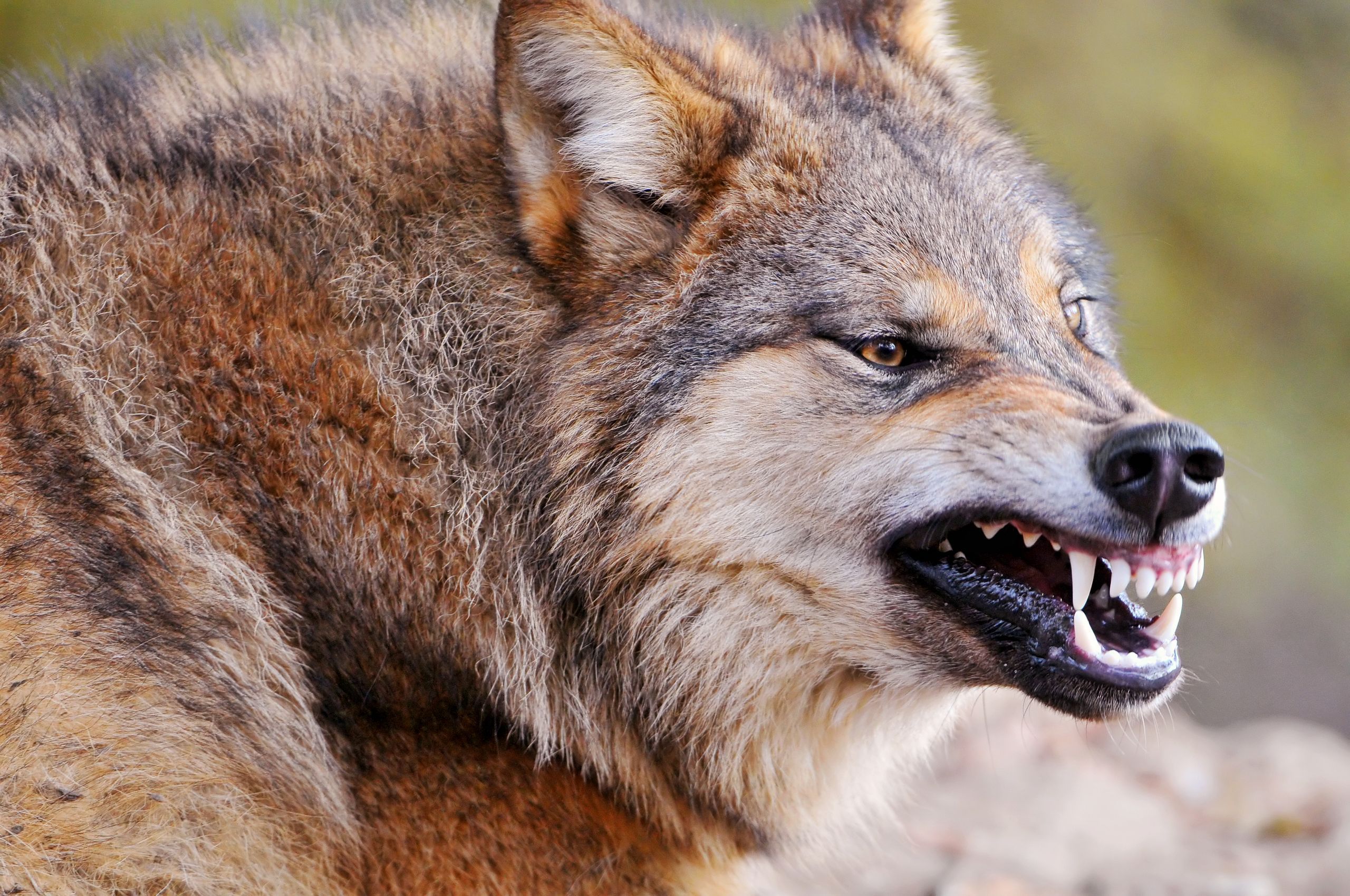 wolves.jpg