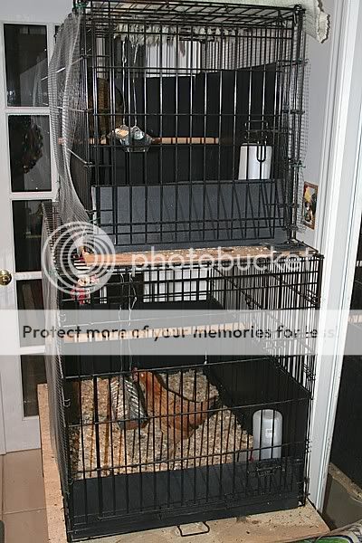 IMG_3611_hallway_cages.jpg