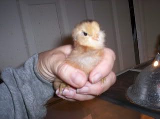 Chicks009.jpg