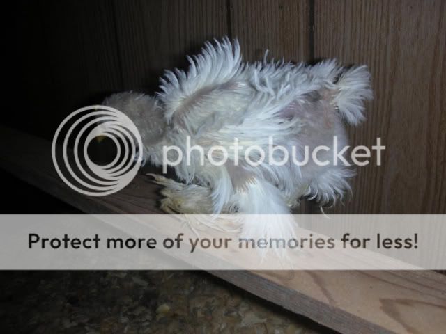 NewerChickens3018-1.jpg