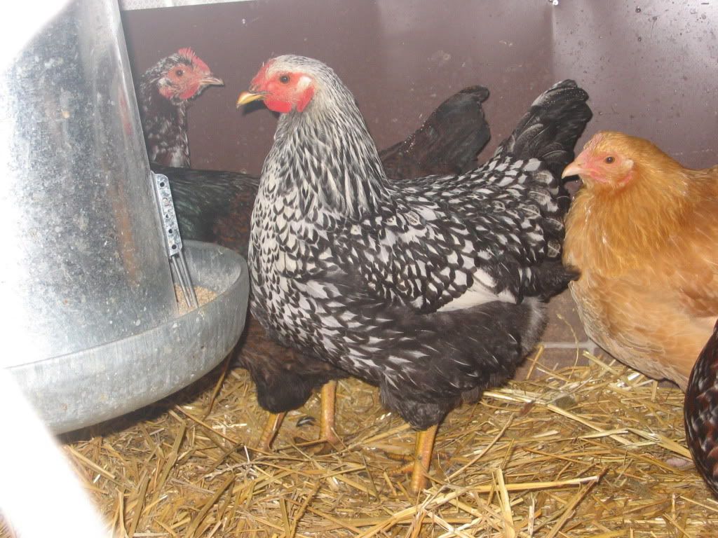 chooks084.jpg