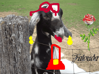smpic6-07092-1.gif