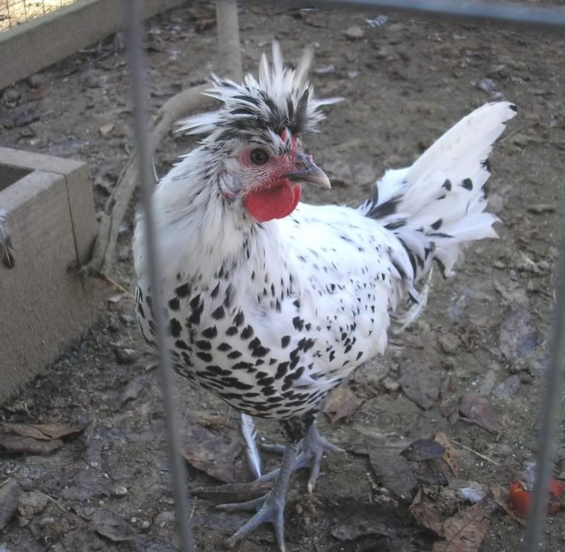 Spitz3b.jpg