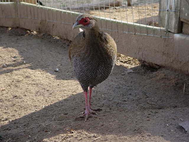silverpheasantfemale.JPG