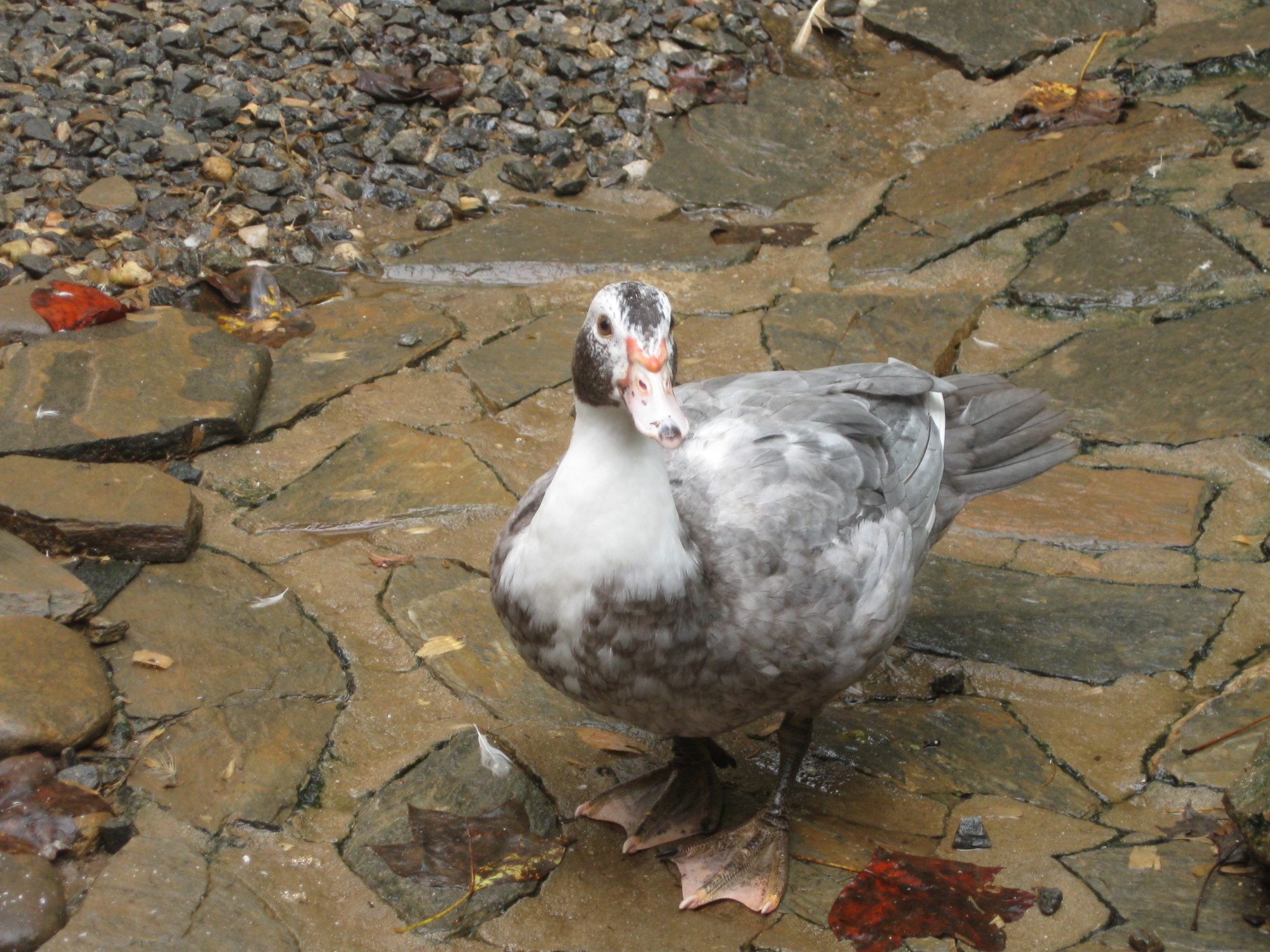 200x200px-ZC-39bd6617_002.jpeg