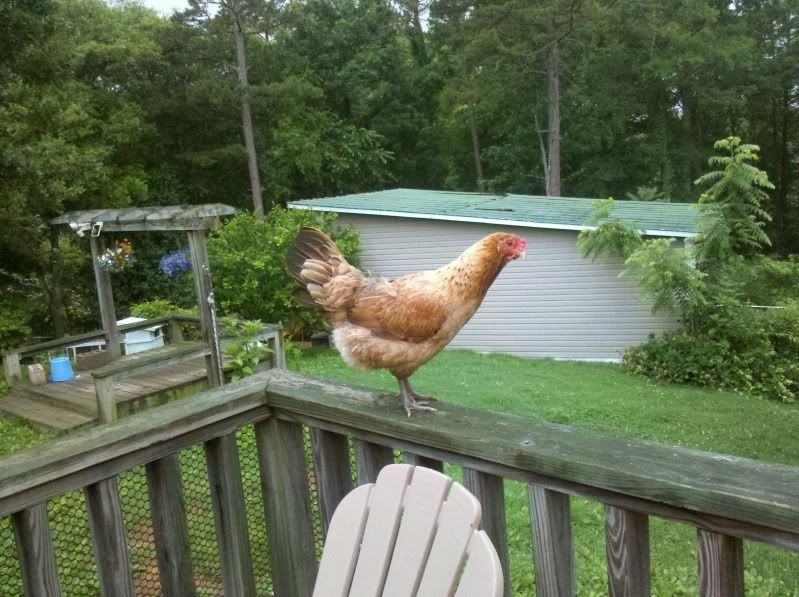 2011-05-27_08-01-21_710.jpg