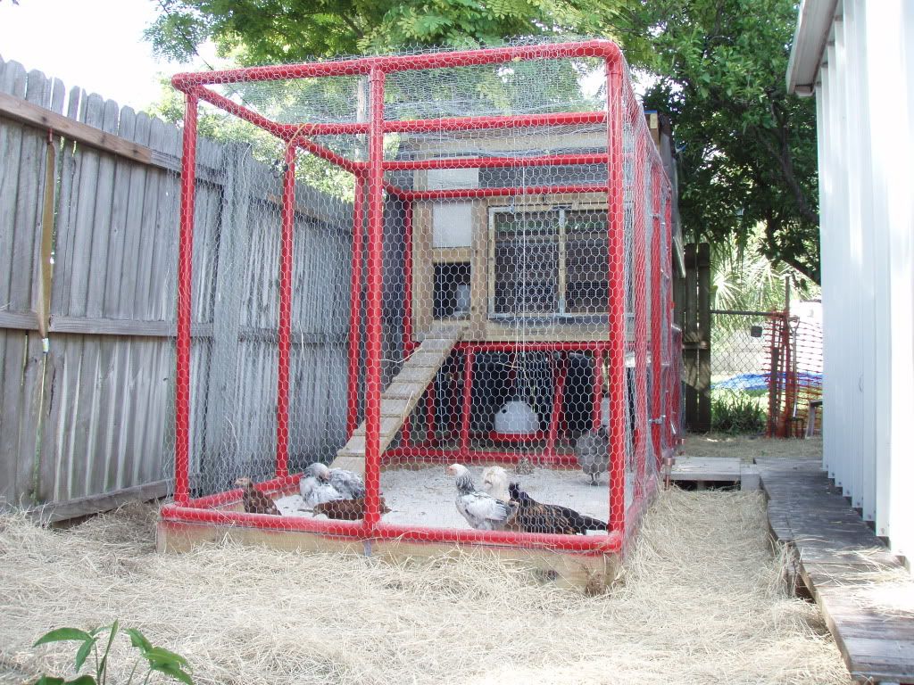 Chickens071.jpg