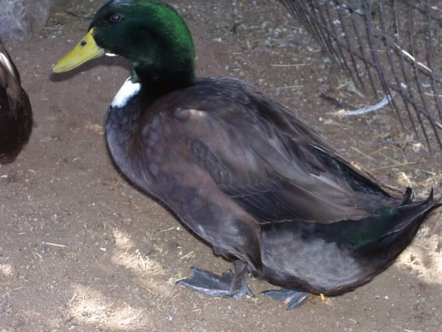 100_2229.jpg