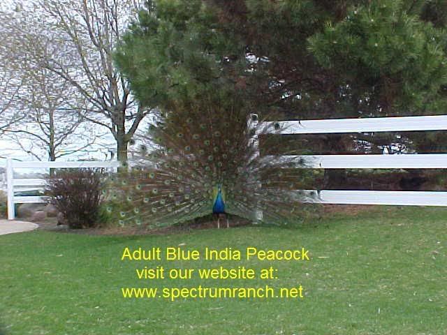 PeacockFence2.jpg