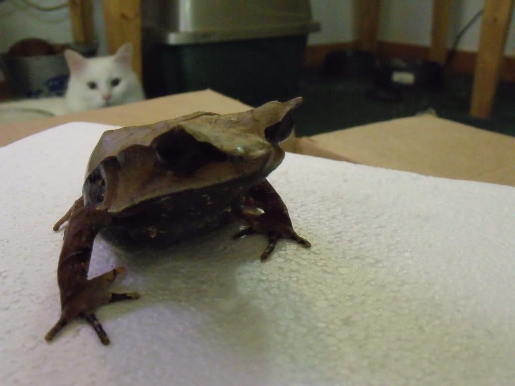 2011_0419leosdeadfrogs0039.jpg