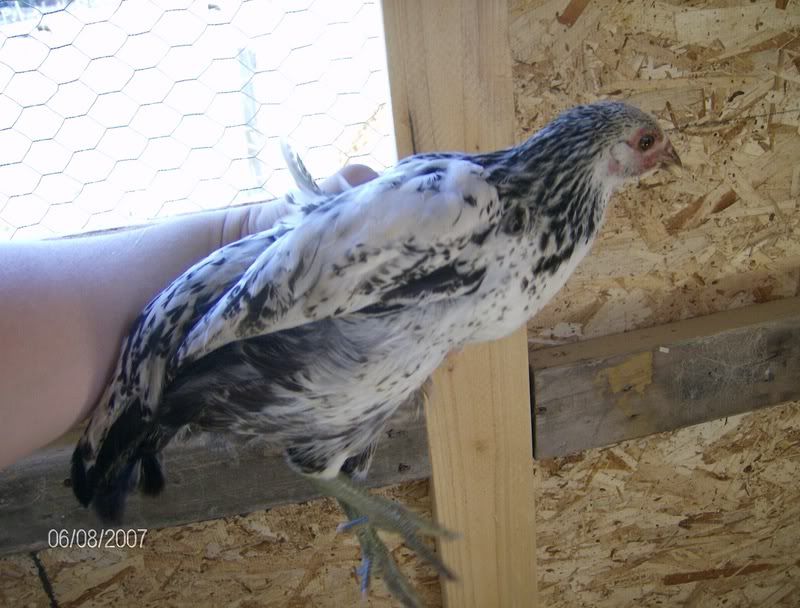 Amassofchickens024-1.jpg