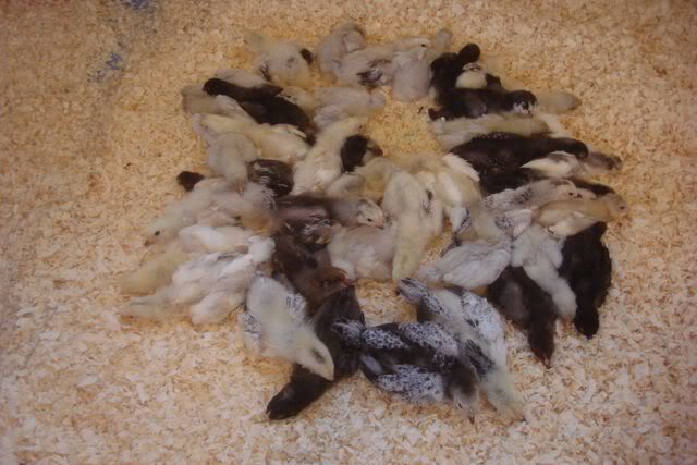 ChickJan31HatchMoveFromBrooder3.jpg